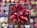 Echeveria Agavoides 'Fire Eagle' 2" New Hybrid Succulent Plant