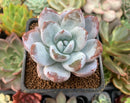 Echeveria 'Ivory' Selected Clone 2"-3" Succulent Plant
