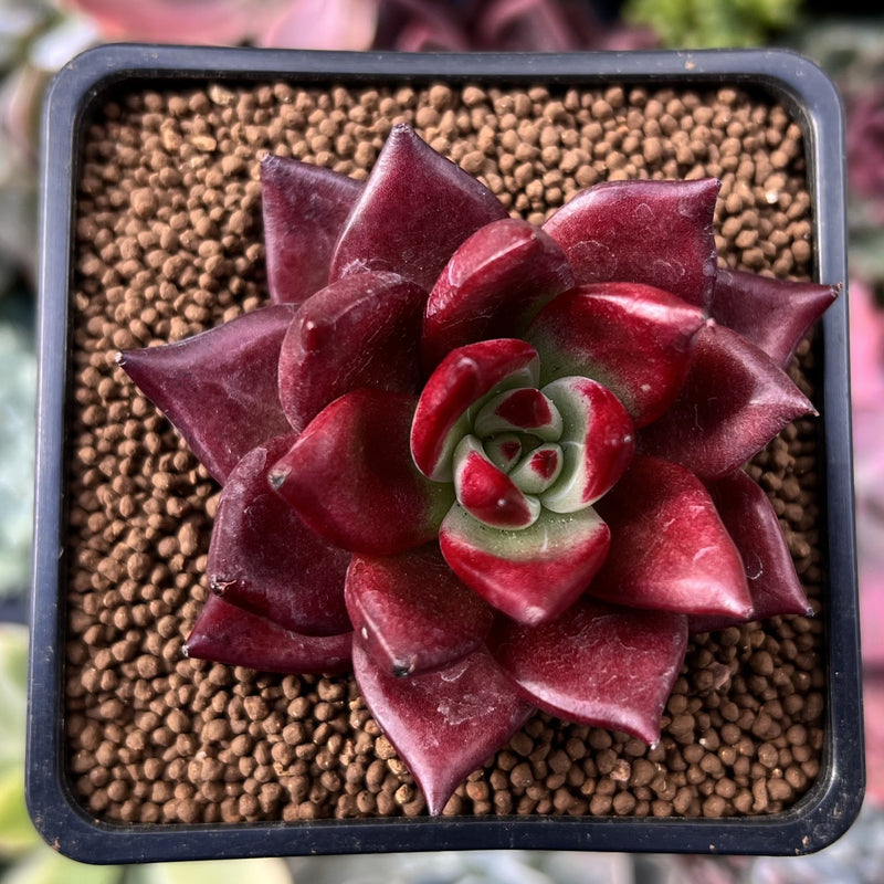 succulent spider plant Echeveria Agavoides 'Spider' 2" New Hybrid Succulent Plant – True Succulents Plant Co