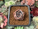Echeveria sp. 1" Small Succulent Plant