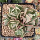 Echeveria 'Black Hawk' 3" Cluster Succulent Plant