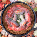 Echeveria 'Hearts Delight' 3"-4" Succulent Plant