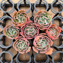 Echeveria Frill sp. 2"-3" *Set of 7* Succulent Plants