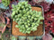 Pachyphytum 'Compactum' Crested 4" Succulent Plant