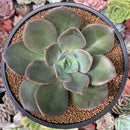 Echeveria 'Purple Tint' 3"-4" New Hybrid Succulent Plant