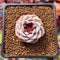 Echeveria 'Red Velvet' 1" Succulent Plant