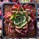 Echeveria Agavoides 'Sarabony' 2" (Seed Grown) Succulent Plant