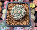 Echeveria 'Sarahime' 1" Small Succulent Plant