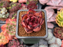 Echeveria Agavoides 'Red Ebony' 1" Succulent Plant