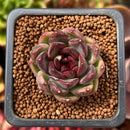 Echeveria 'Black Rose' 1" Succulent Plant