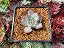 Echeveria 'Colosseum' 2" New Hybrid Succulent Plant