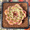 Echeveria 'Cindy' 2" Seed Grown New Hybrid Succulent Plant