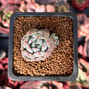Echeveria 'Viyant' 1" Succulent Plant