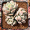 Echeveria 'Cream Puff' 3" Cluster Succulent Plant