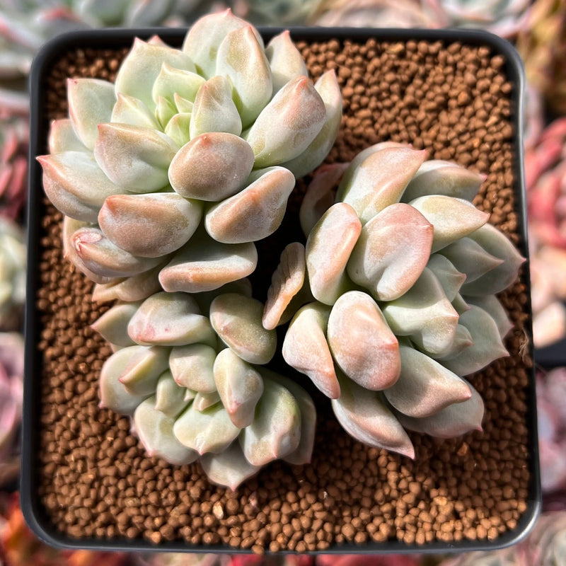 Echeveria 'Cream Puff' 3