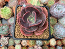 Echeveria 'Blue Metal' Non-Variegated 3" Succulent Plant
