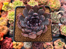 Echeveria 'Purple Zaragoza' 2" Succulent Plant