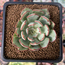 Echeveria 'Strictaflora Nova' 1" Succulent Plant