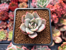 Echeveria 'White Champaign' 1" Succulent Plant