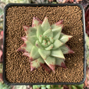 Echeveria Agavoides 'Early Morning Star' 2" Succulent Plant