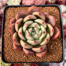 Echeveria 'Sharman' 3" Succulent Plant