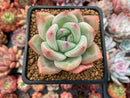 Echeveria 'White Champaign' 3" Succulent Plant