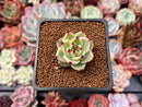 Echeveria Agavoides 'Blue Dragon' 1" Succulent Plant
