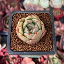Echeveria 'Monroe Chanel' 1" Succulent Plant
