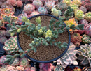 Corpuscalaria 'Lehmannii" Variegated Cluster 4" Succulent Plant