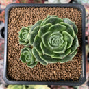Echeveria 'Longissima' Round-leaf 1"-2" Succulent Plant