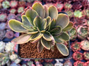 Echeveria 'Fimbriata' Variegated AKA 'Fasciculata' Crested 3" Succulent Plant