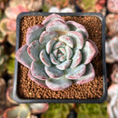 Echeveria 'Milk Rose' 2" Succulent Plant