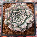 Echeveria 'Hearts Choice' 2" Succulent Plant