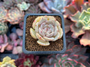 Echeveria sp. 1" Succulent Plant