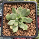Echeveria Agavoides 'Eve' Variegated 1" Succulent Plant