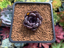 Echeveria 'Black Raccoon' New Hybrid 1" Succulent Plant