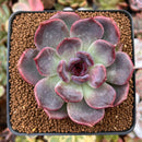 Echeveria 'Dark Chocolate' 2"-3" Succulent Plant