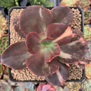 Echeveria 'Primadonna' Variegated 3" Succulent Plant