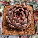 Echeveria 'Black Queen' Hybrid 3" Succulent Plant