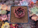 Echeveria Agavoides 'Cinnamon' 1" Succulent Plant