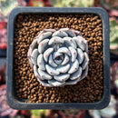 Echeveria 'Gray Rosa' 1" Small New Hybrid Succulent Plant