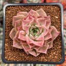 Echeveria 'High Red' ('Red Ebony' x 'Helena' Hybrid) 1"-2" New Hybrid Succulent Plant