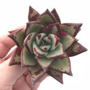 Echeveria Agavoides Superclone 3” Rare Succulent Plant