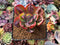 Echeveria 'Baron Bold' 2" Succulent Plant