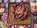 Echeveria Agavoides 'Shaikh' 2" Succulent Plant