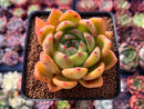 Echeveria Agavoides 'Red Wine' 3" Succulent Plant