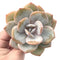 Echeveria ‘Cream Tea’ 3” Rare Succulent Plant