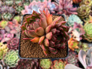 Echeveria Agavoides 'Red Bell' 3" Cluster Succulent Plant