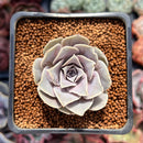 Echeveria Diffractens 1"-2" Succulent Plant