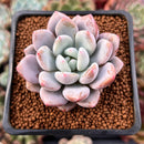 Echeveria 'Monroe Queen' 1" Powdery Succulent Plant